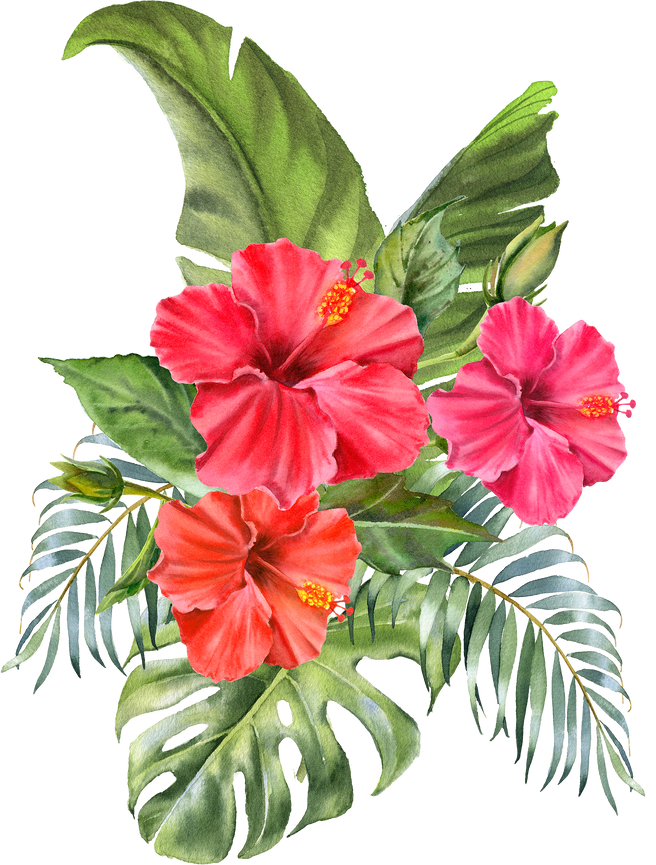 Tropical floral bouquet. Watercolor hibiscus flowers